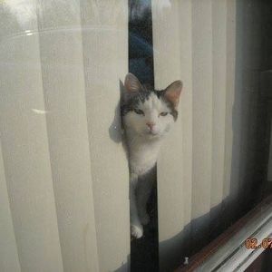 Meet your Posher, Earl